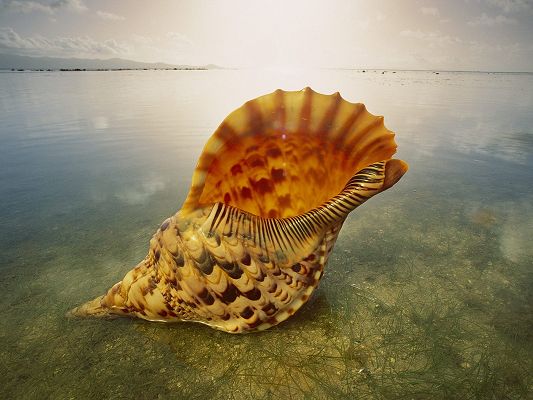 beautiful-nature-landscape-an-orange-shell-in-the-peaceful-sea-can-you-hear-it-sing